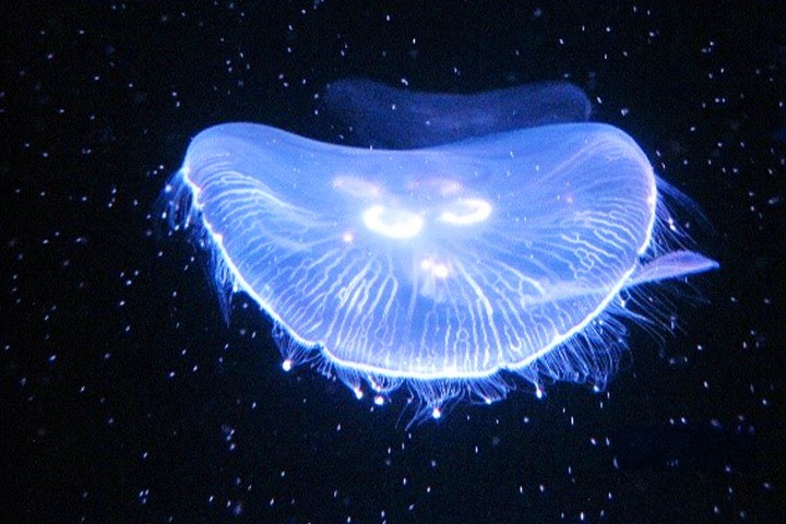 第465話　職員旅行ブログ in 京都：京都水族館と京菓子作り体験
