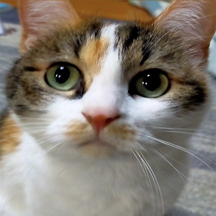 第557話　ブログリレー～みー子と私の必需品～